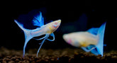 Angel Blue Topaz Ribbon Fancy Guppy (Albino Red Eyes) Guppy